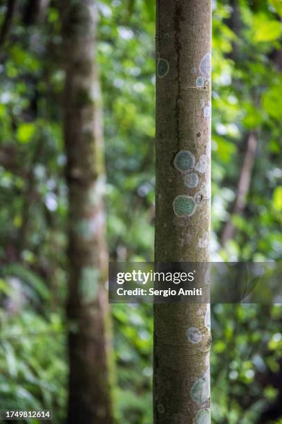 agarwood tree trunk - agarwood tree imagens e fotografias de stock