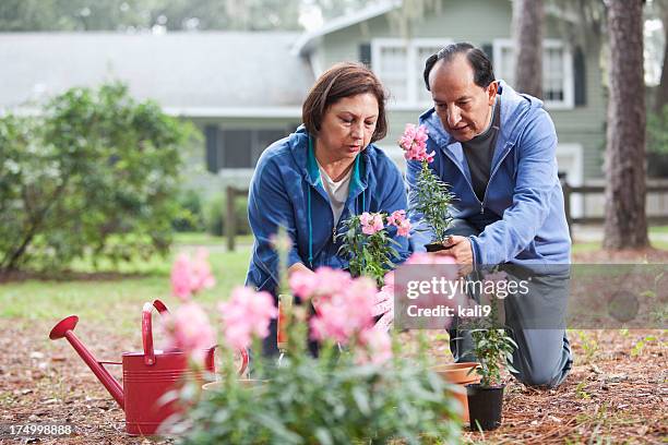 hispanic couple gardening - couple serious bildbanksfoton och bilder