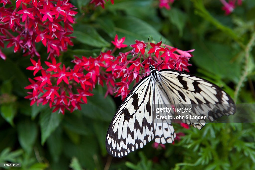 Singapore's Changi Airport Butterfly Garden is designed to...