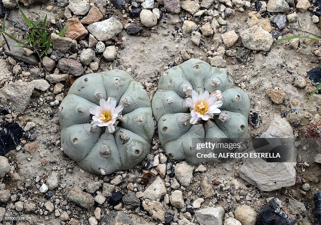 Paoti View of peyote cactus at the desert near the town of Real de 14, in ...