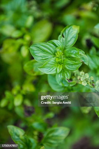 633 Basil Field Stock Photos, High-Res Pictures, and Images - Getty Images