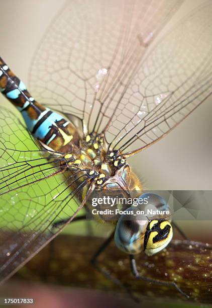 dragonfly (aeshna mixta) close-up - anax imperator stockfoto's en -beelden