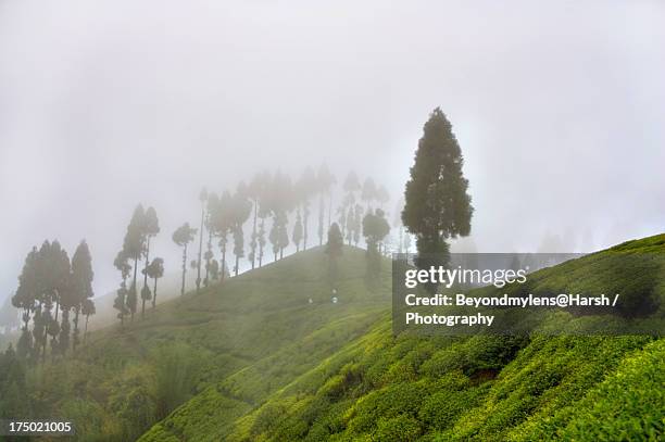 tea plantation | tea garden estate | pure darjeeli - darjeeling stock pictures, royalty-free photos & images