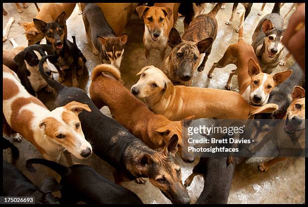 dogs'r us - large group of animals fotografías e imágenes de stock