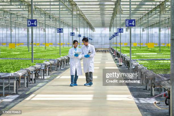dos investigadores de asia caminan y discuten en un invernadero moderno - agricultura inteligente fotografías e imágenes de stock
