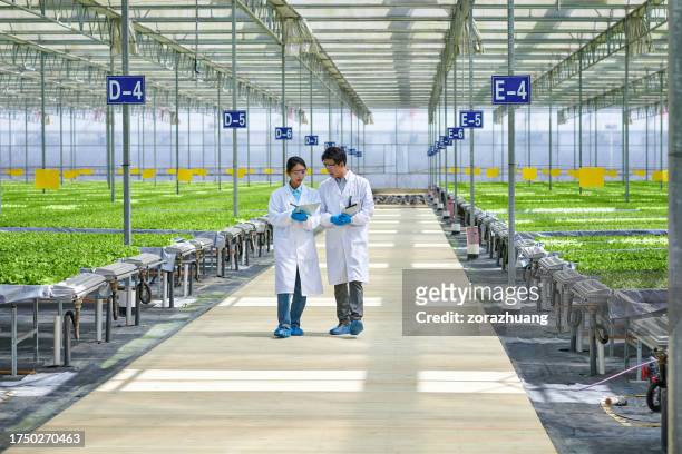 deux chercheurs asiatiques marchent et discutent à modern greenhouse - botaniste photos et images de collection
