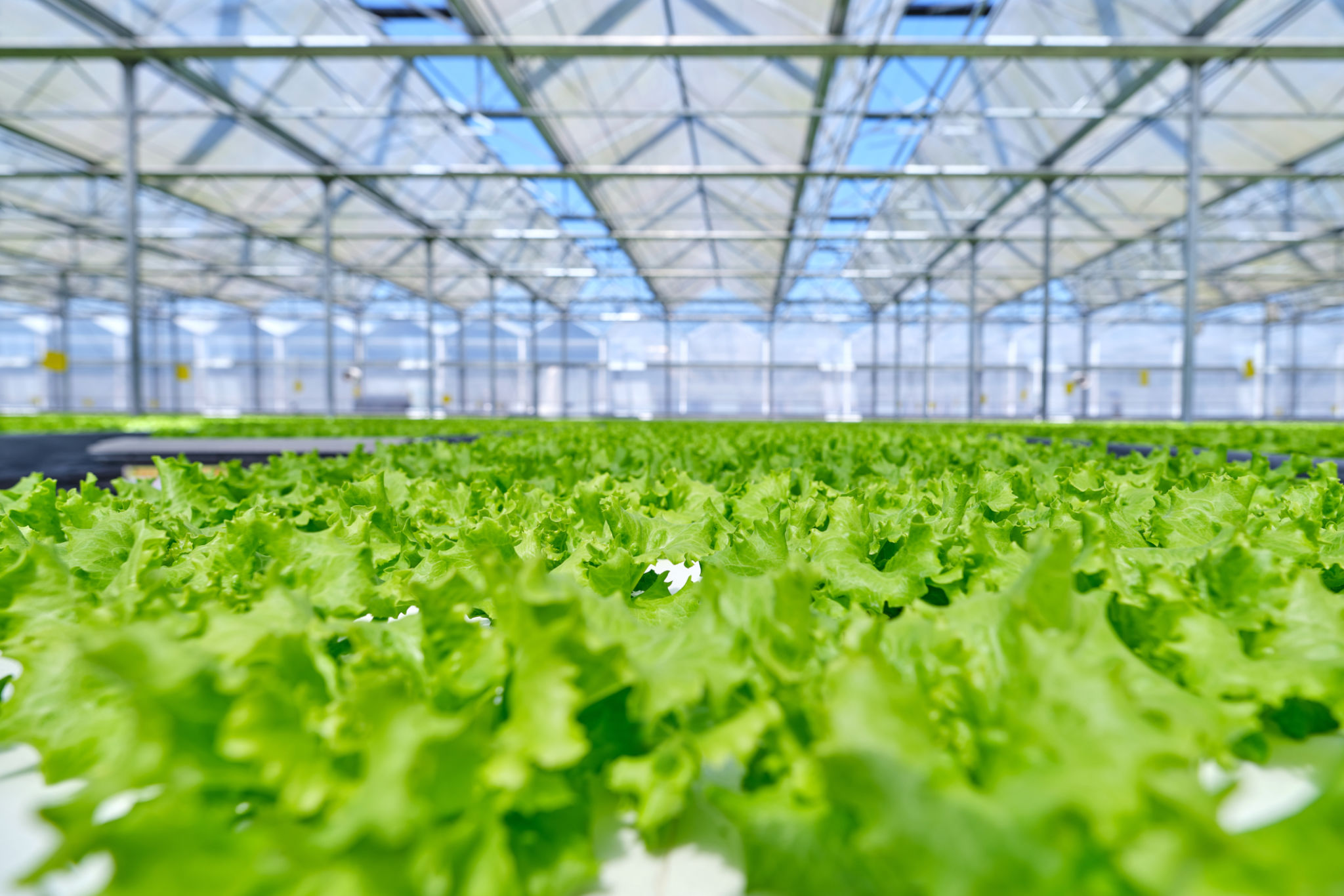 greenhouse interior