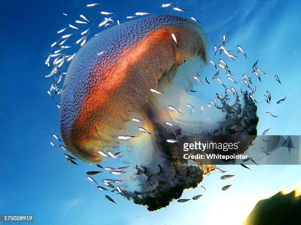 Snapshot of jellyfish surrounded by smaller fish