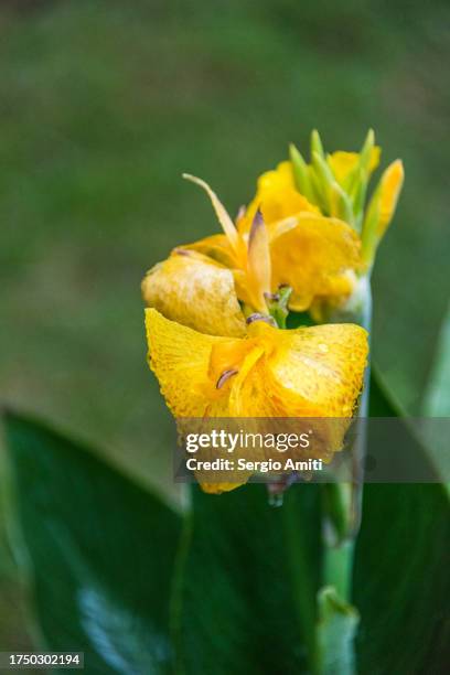 canna lily (canna golden lucifer) - stamper stockfoto's en -beelden