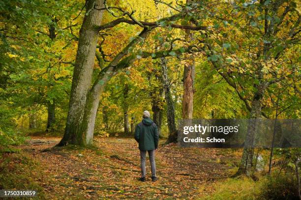 a man stands and looks at a large tree in a deciduous forest in autumn - vaxjo stock pictures, royalty-free photos & images