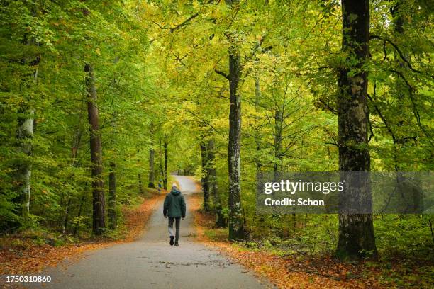 a man walks on a path in a deciduous forest in autumn - vaxjo stock pictures, royalty-free photos & images