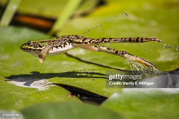 perez's frog jumping through the air - frog jump stock pictures, royalty-free photos & images