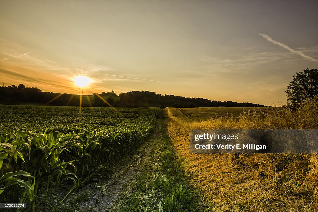 Two Contrasting Fields of Crops at Sunrise