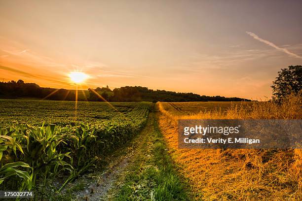 two contrasting fields of crops at sunrise - charente foto e immagini stock