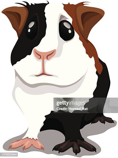 guinea meerschweinchen - guinea pig stock-grafiken, -clipart, -cartoons und -symbole