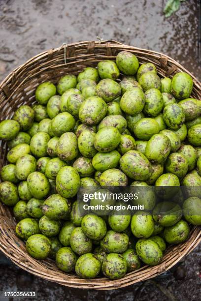 green hog plums on sale at bangladeshi market - spondias mombin stock pictures, royalty-free photos & images