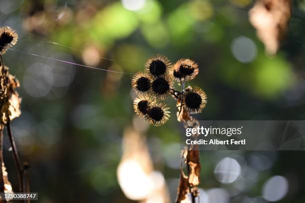 arctium - burdock stock pictures, royalty-free photos & images
