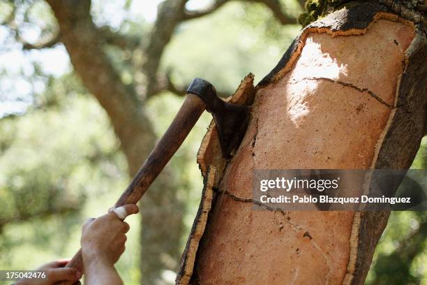 Axeman 'Hacha' Miguel Jimenez Sanchez removes the bark of a cork oak at Parque Natural de los Alcornocales on July 3, 2013 near Alcala de los...