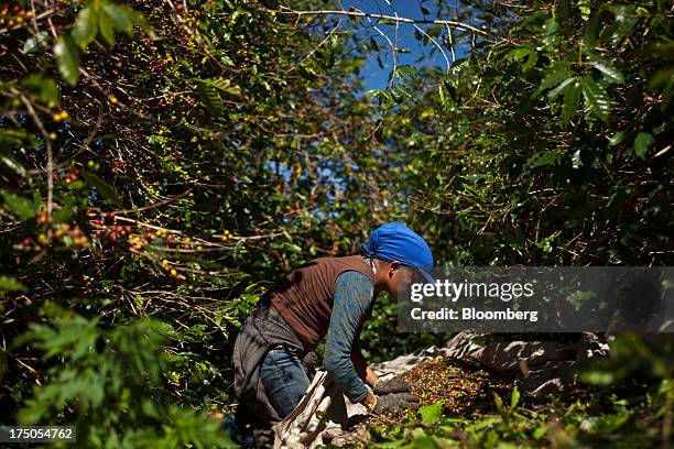 Woman harvests coffee at the Ponto Alegre estate farm in Cabo Verde, in the state of Minas Gerais, Brazil, on Saturday, July 27, 2013. The coffee...