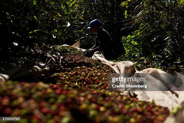 Woman harvests coffee beans at the Ponto Alegre estate farm in Cabo Verde, in the state of Minas Gerais, Brazil, on Saturday, July 27, 2013. The...