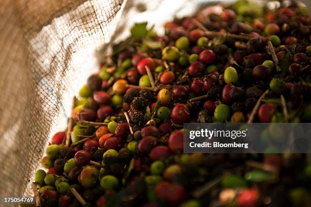 Harvested coffee beans sit in a sack at the Ponto Alegre estate farm in Cabo Verde, in the state of Minas Gerais, Brazil, on Saturday, July 27, 2013....