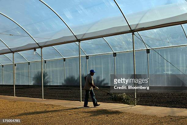 Worker cleans a greenhouse of drying coffee beans at the Ponto Alegre estate farm in Cabo Verde, in the state of Minas Gerais, Brazil, on Saturday,...
