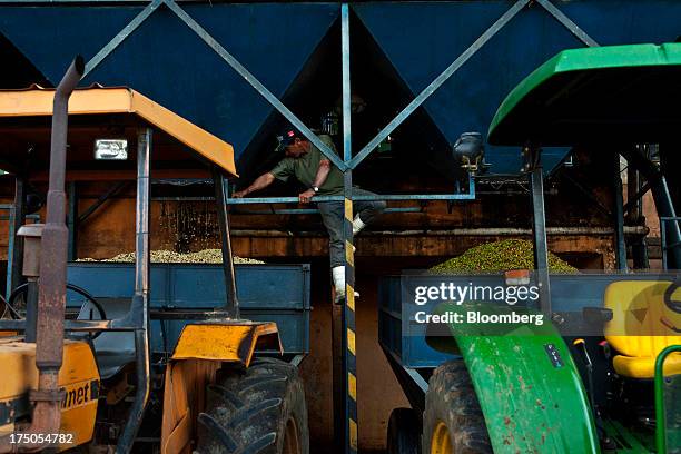 Worker controls the flow of peeled coffee beans as they are loaded onto tractors before drying at the Ponto Alegre estate farm in Cabo Verde, in the...