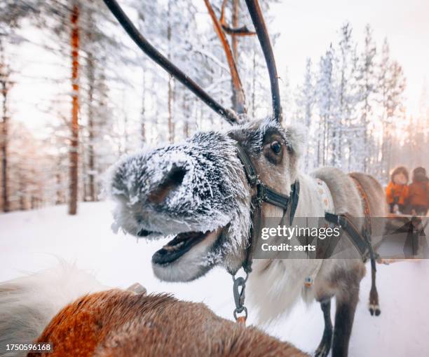 reindeer sleigh ride through the snowy in lapland, finland - ren bildbanksfoton och bilder