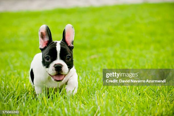 french bulldog - french bulldog 個照片及圖片檔