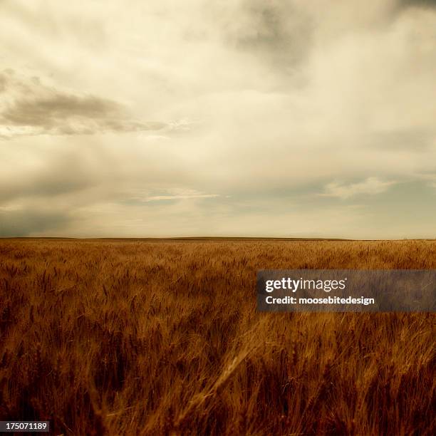 wheat field - nebraska stock-fotos und bilder