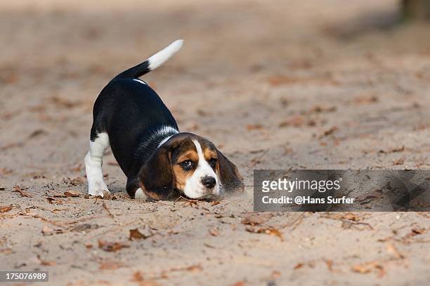 i wanna play ... this 8 weeks young beagle said! - beagle stockfoto's en -beelden