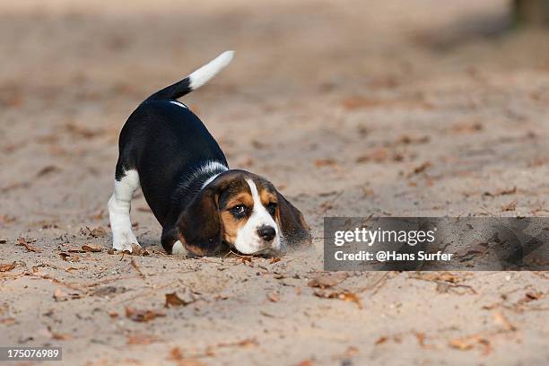 i wanna play ... this 8 weeks young beagle said! - beagle stock pictures, royalty-free photos & images