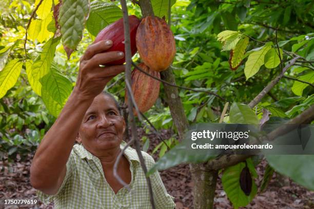 cacao trip experience: an old mature female latin america farmer picking up colorful cocoa pods in a cacao plantation greenhouse in latin america. - equador américa do sul imagens e fotografias de stock