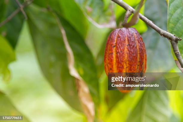cacao cocoa trip experience: multiple pods on cacao tree in a cacao plantation in latin america. - cocoa plant imagens e fotografias de stock