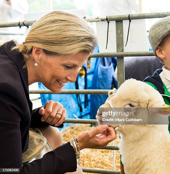 Sophie Rhys-Jones, Countess of Wessex strokes a 4 month old lamb called "Twinkle" during her visit to the New Forest and Hampshire county show at The...