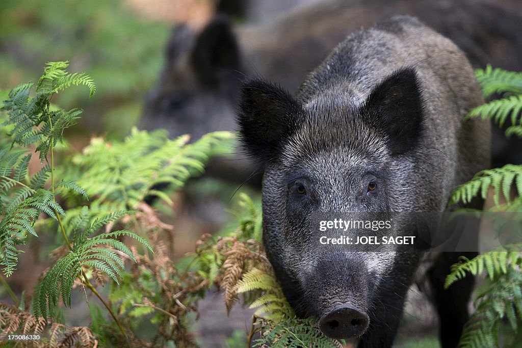 FRANCE-ANIMALS-ENVIRONMENT-FEATURE