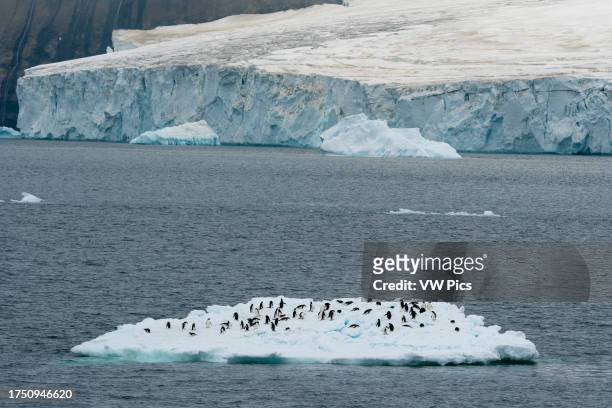 Adelie penguins on an iceberg, Antarctic Sound, Antarctica.
