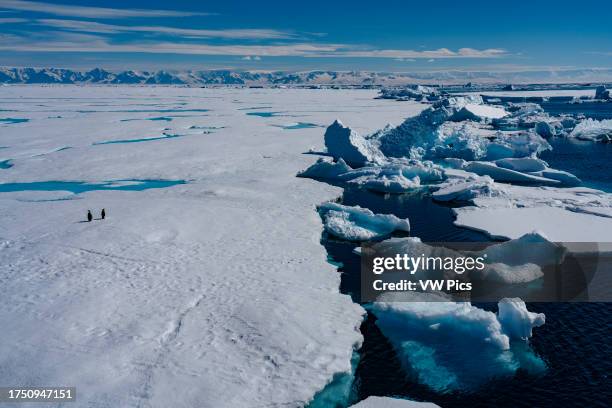 Emperor penguin pair on sea ice, Larsen B Ice Shelf, Weddell Sea, Antarctica.