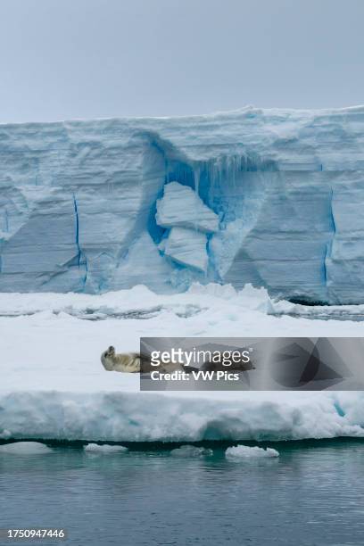 Walruses resting on an iceberg, Larsen C ice shelf, Weddell Sea, Antarctica.