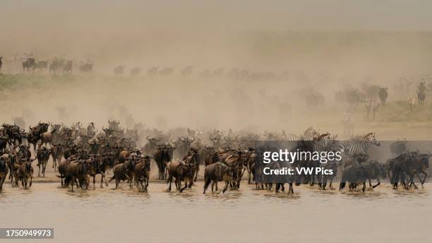 Blue wildebeest and common zebras running in a cloud of dust to a waterhole, Ndutu Conservation Area, Serengeti, Tanzania.