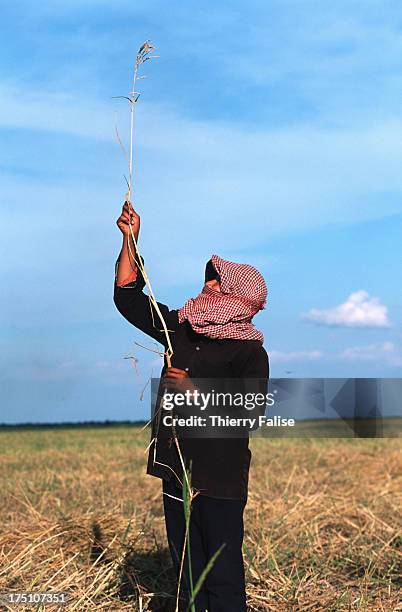 Woman shows the length of a freshly harvested floating rice stem on the Tonle Sap, or Great Lake of Cambodia..