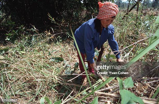 Phnong woman wearing a krama head-scarf and smoking a locally-made cigarette, works her land - cutting back undergrowth before planting new crops..