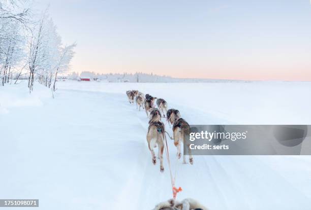 husky dog sledding in lapland, finland - siberische-husky stockfoto's en -beelden