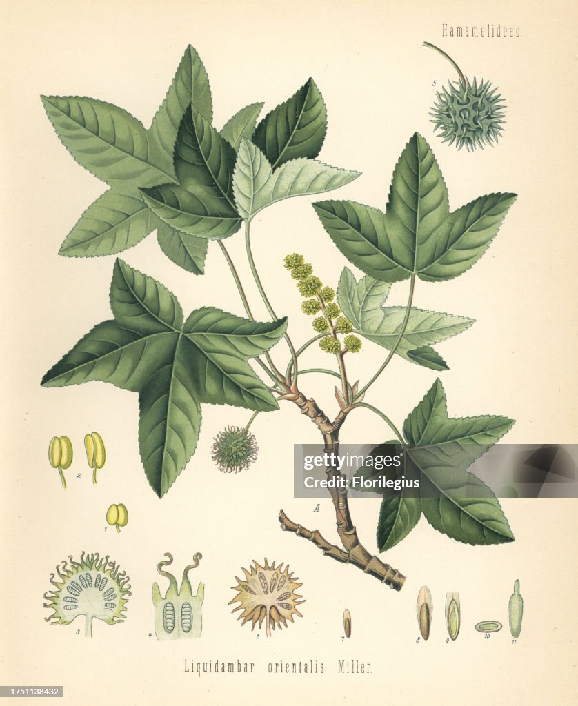 Oriental sweetgum or Turkish sweetgum, Liquidambar orientalis. Chromolithograph after a botanical illustration from Hermann Adolph Koehler's Medicinal Plants, edited by Gustav Pabst, Koehler, Germany, 1887