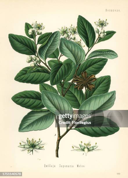Soap bark tree or soapbark, Quillaja saponaria. Chromolithograph after a botanical illustration from Hermann Adolph Koehler's Medicinal Plants,...