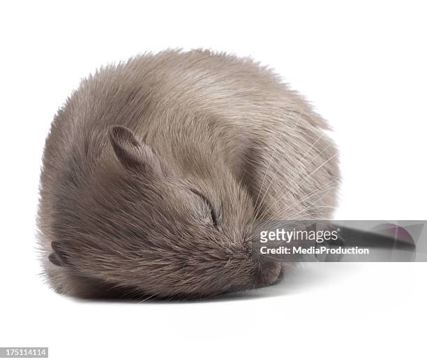 dormir mouse - hibernation - fotografias e filmes do acervo