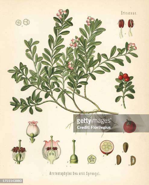 Bearberry, Arctostaphylos uva-ursi. Chromolithograph after a botanical illustration from Hermann Adolph Koehler's Medicinal Plants, edited by Gustav...