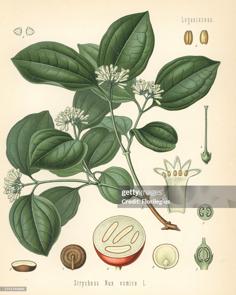 Strychnine tree, Strychnos nux-vomica. Chromolithograph after a botanical illustration from Hermann Adolph Koehler's Medicinal Plants, edited by Gustav Pabst, Koehler, Germany, 1887