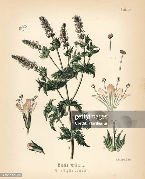 Spearmint, Mentha spicata . Chromolithograph after a botanical illustration by Walther Muller from Hermann Adolph Koehler's Medicinal Plants, edited...