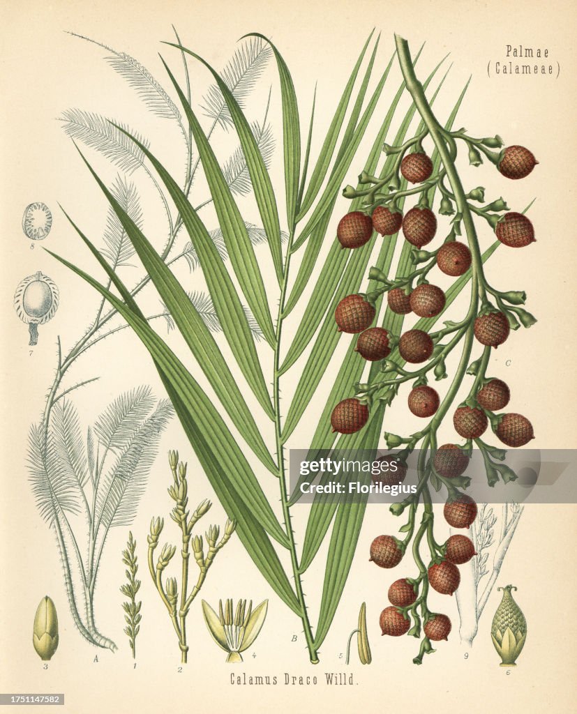 Dragon's blood, rattan or rotang, Daemonorops draco (Calamus draco). Chromolithograph after a botanical illustration from Hermann Adolph Koehler's Medicinal Plants, edited by Gustav Pabst, Koehler, Germany, 1887